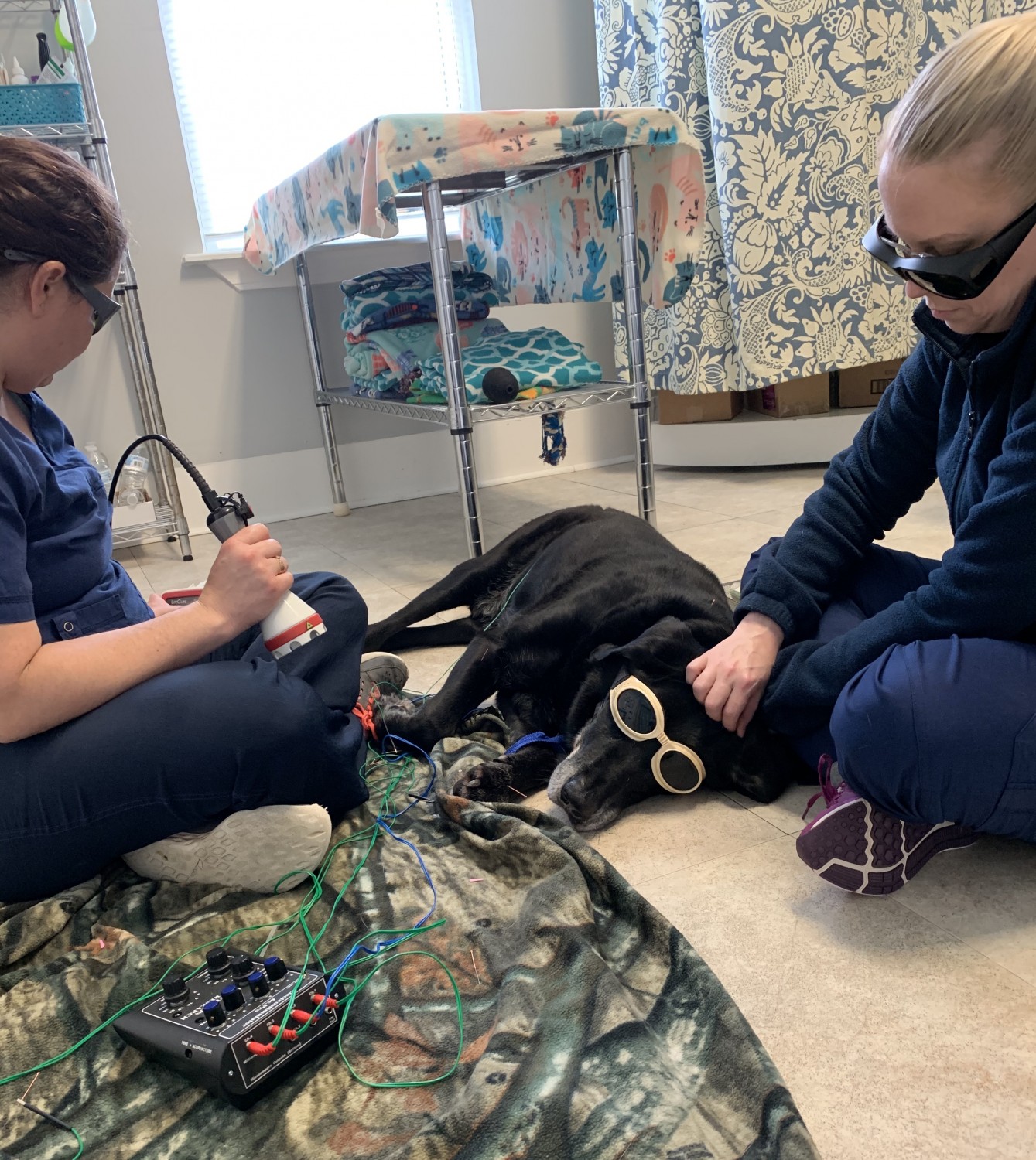 Black Lab in Laser Therapy